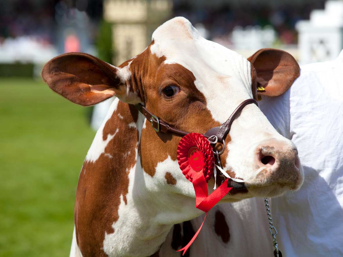 Close up of a brown and white cow with a red rosette on its halter