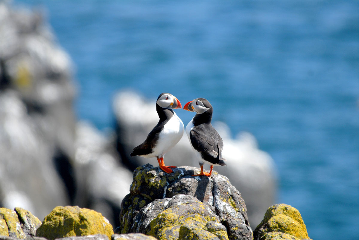 A pair of Atlantic puffins.