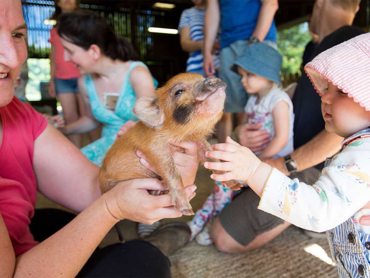 Close up of a piglet being held by a woman whilst a toddler reaches out a hand to pet.