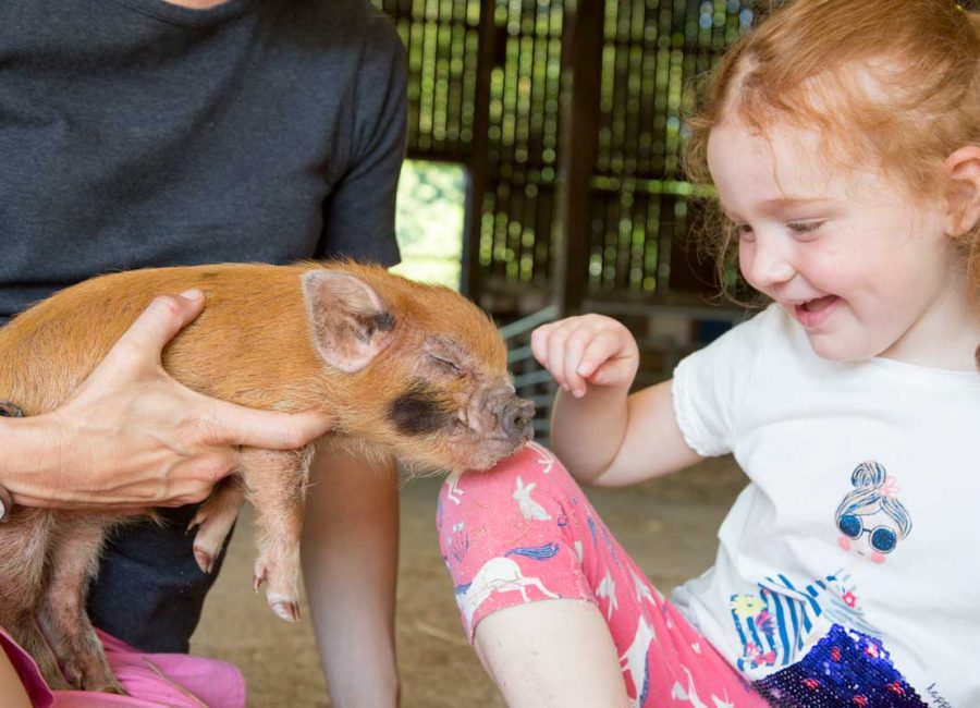 A young girl stroking a piglet at Tredethick Farm Cottages