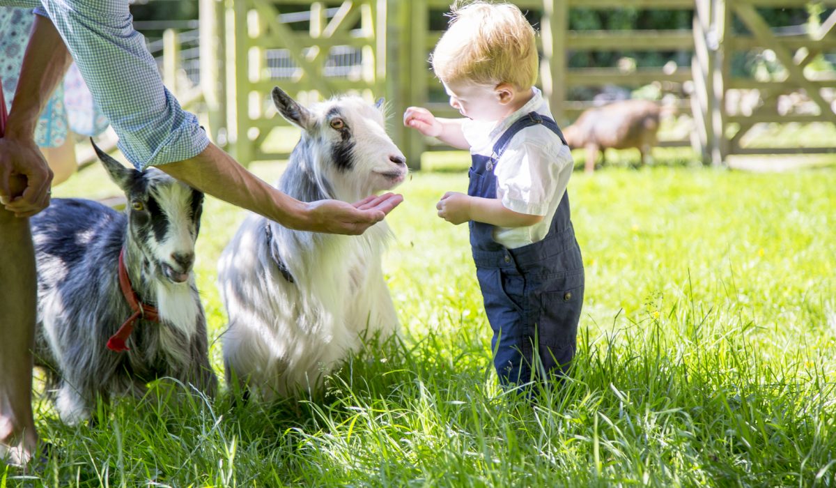 Young boy being helped by an adult to handfeed goats