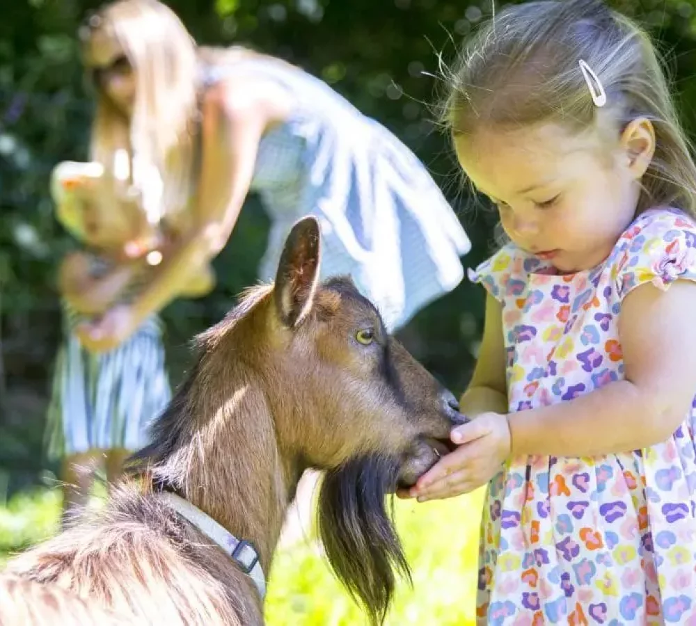 young girl hand-feeding a goat with a woman and toddler in the background