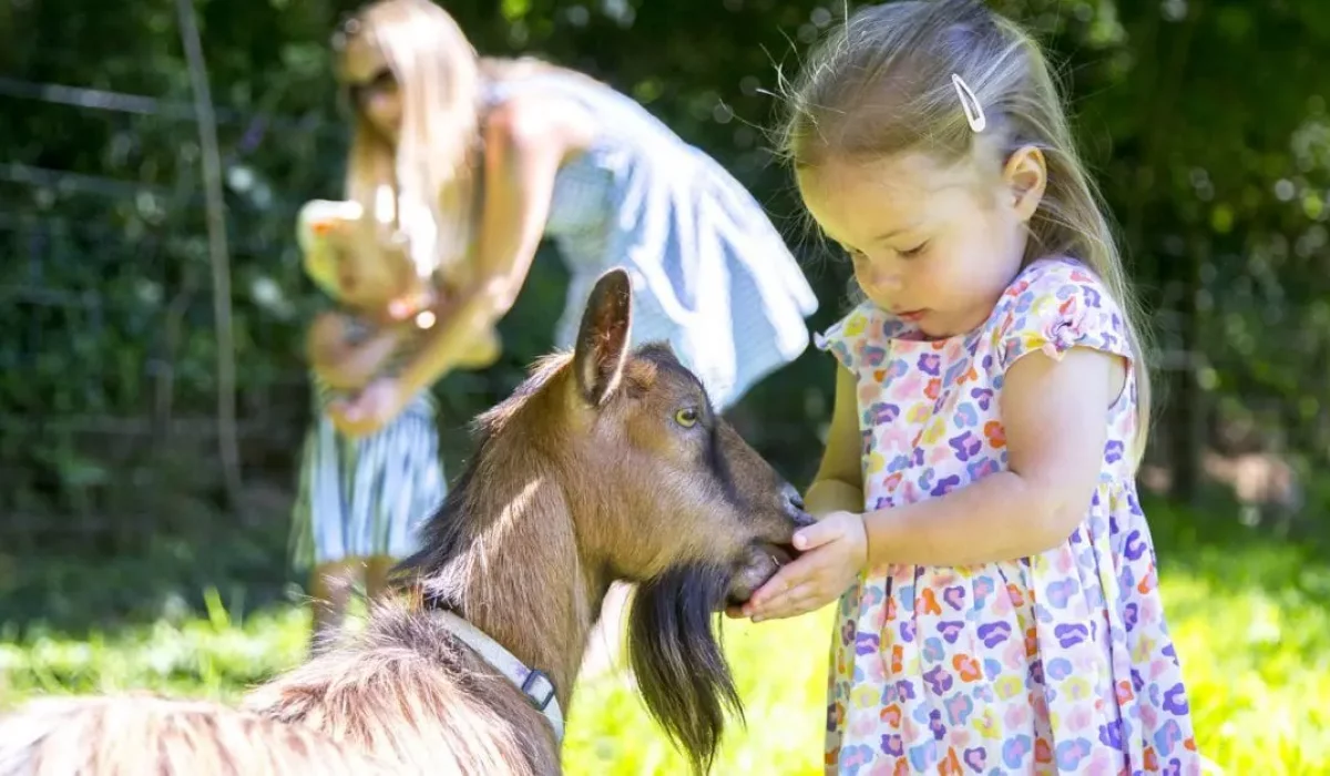 young girl hand-feeding a goat with a woman and toddler in the background