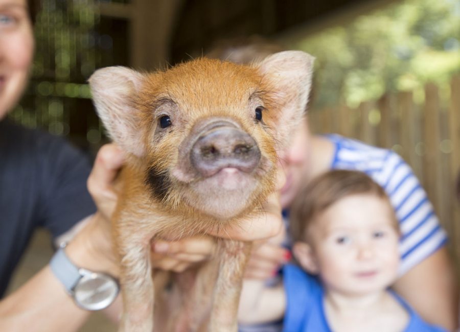 Baby pig looking into the camera at Tredethick