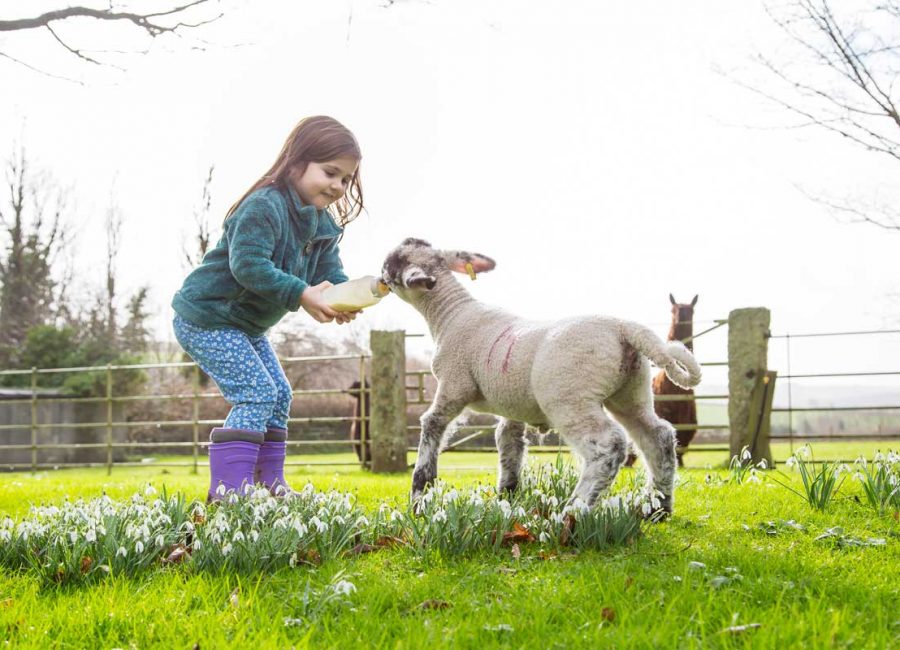 Toddler on holiday in Cornwall feeding a lamb using a milk bottle in a field at Tredethick.