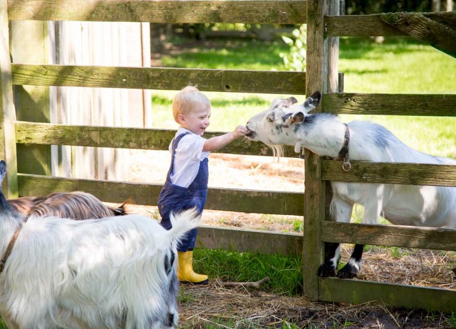 A toddler in blue overalls and yellow wellie boots feeding a black and white goat through a wooden fence.
