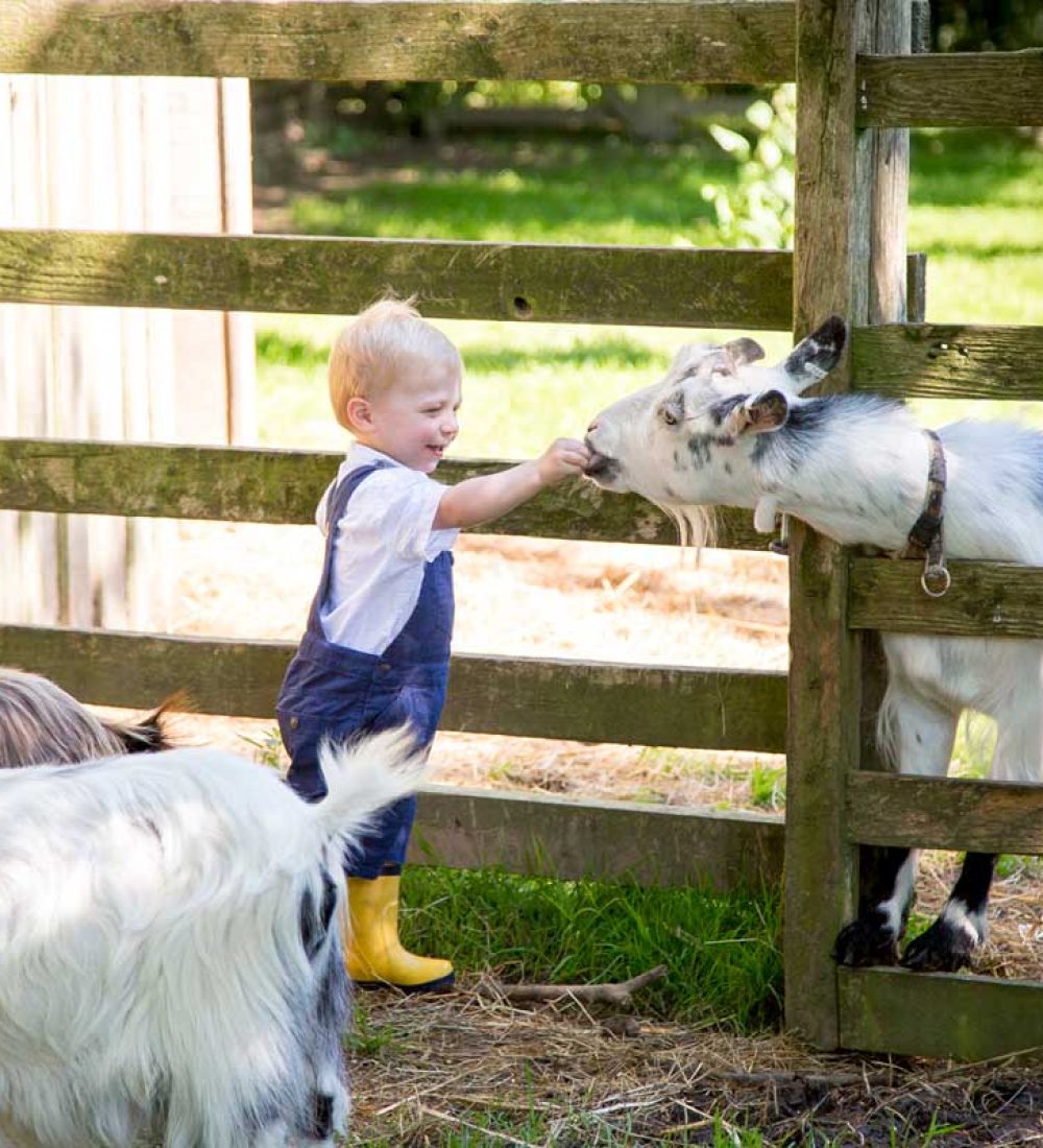 A toddler in blue overalls and yellow wellie boots feeding a black and white goat through a wooden fence.