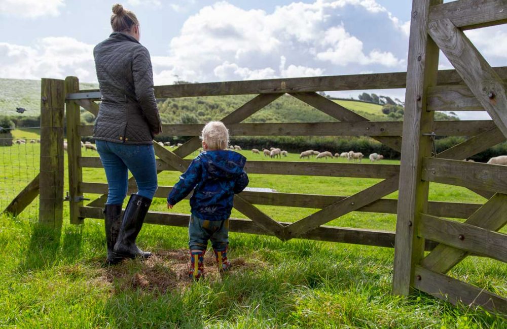 Women stood with a toddler looking at sheep through a wooden gate