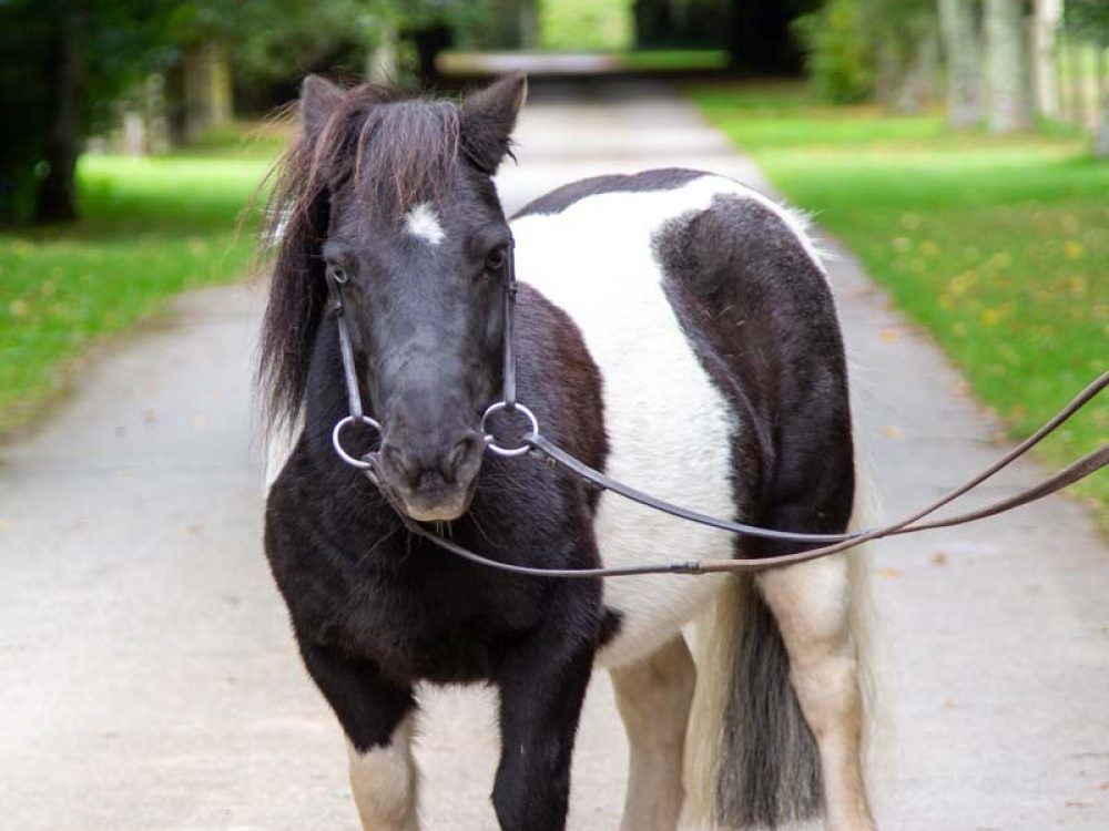 A black-and-white pony standing on a tree-lined drive at Tredethick.