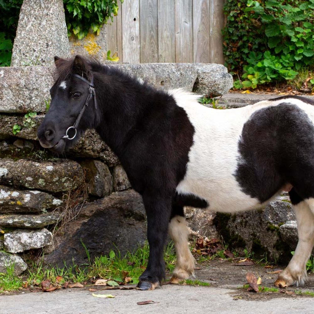 A black-and-white pony standing beside a stone wall at Tredethick.