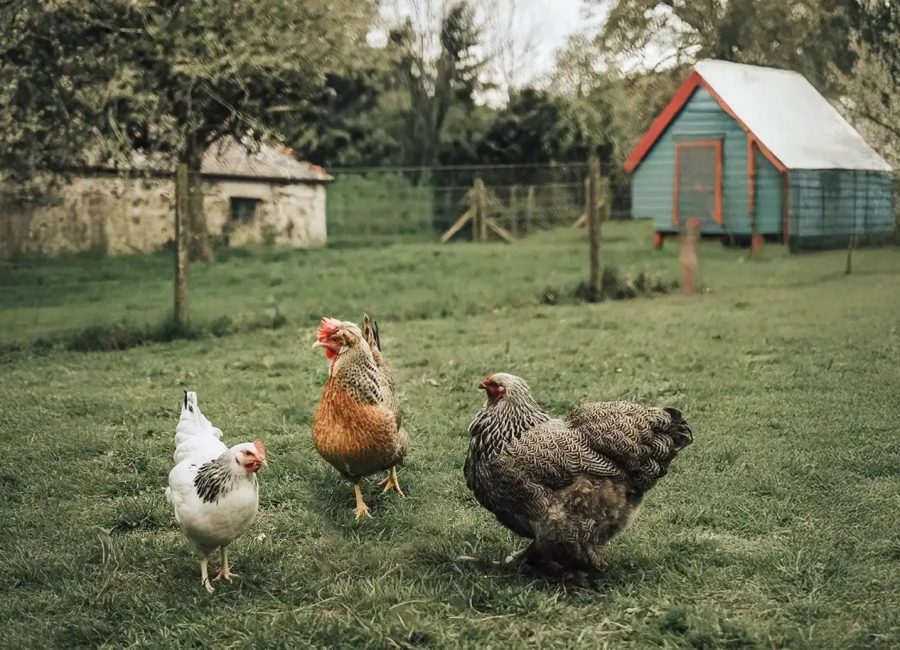 5. Chickens