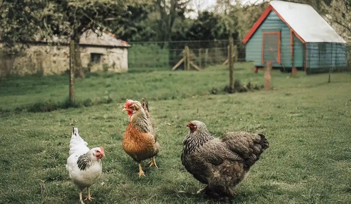 5. Chickens