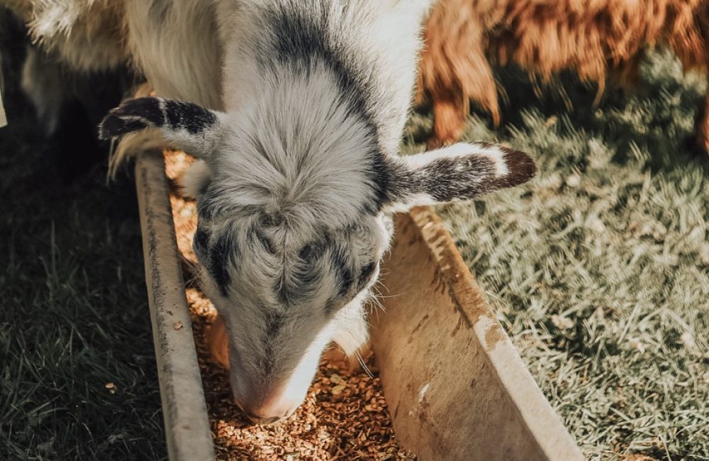 A black-and-white goat eating from a metal trough at Tredethick Farm Cottages.