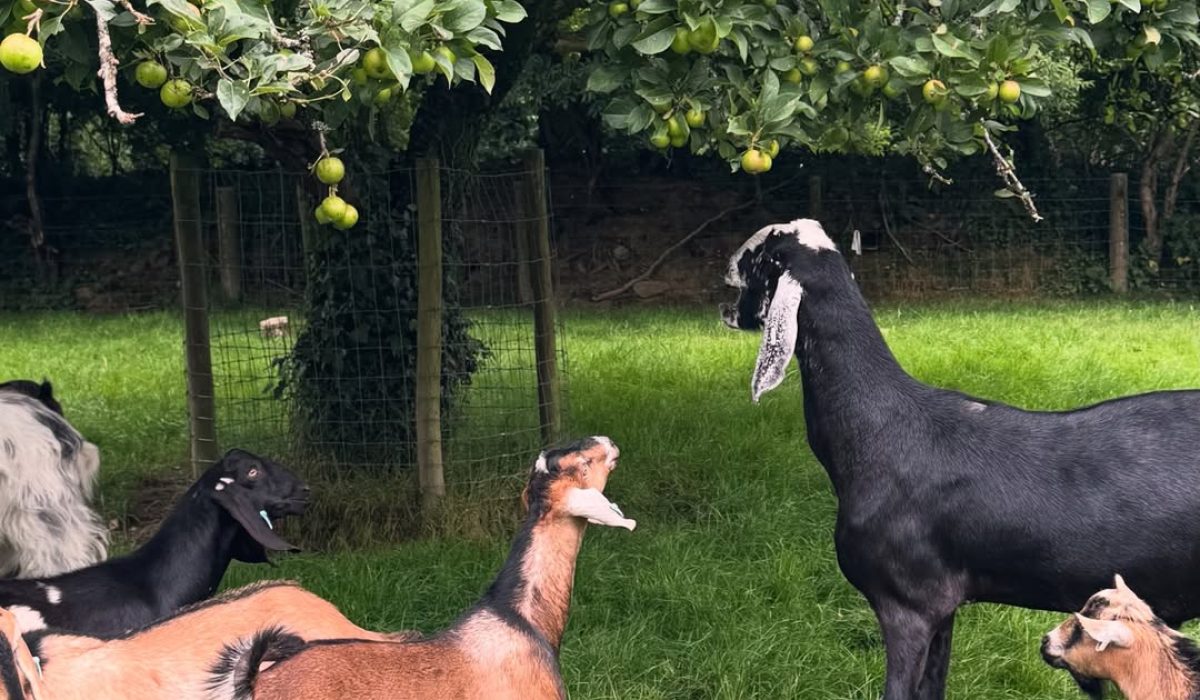 A group of goats standing beneath apple trees at Tredethick Farm Cottages.