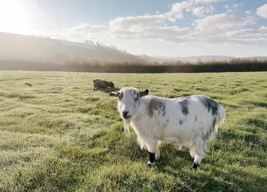 A black-and-white goat standing in a sunlit field at Tredethick Farm Cottages.
