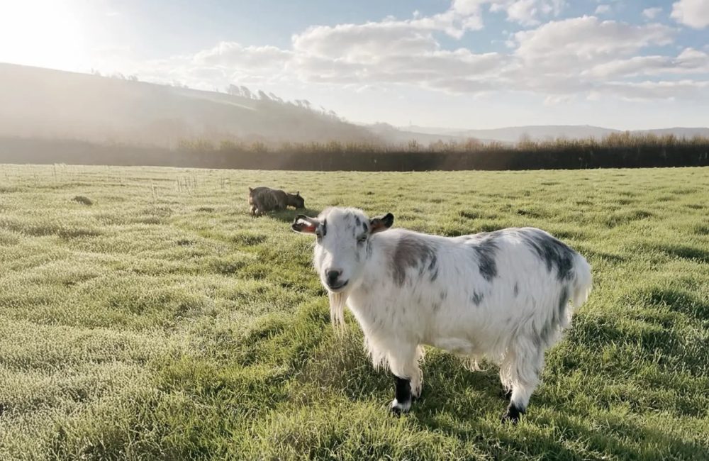 A black-and-white goat standing in a sunlit field at Tredethick Farm Cottages.