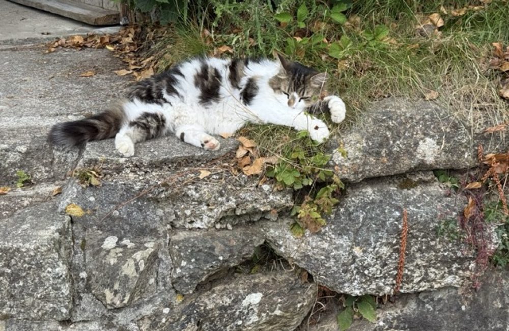 A black-and-white cat lying in the sunshine on stone steps at Tredethick.