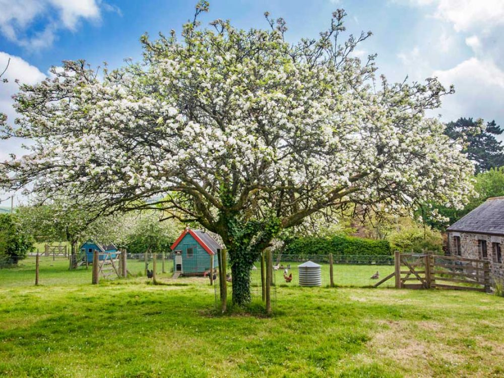 A gorgeous tree in front of the chicken coop at Tredethick; the perfect place for toddler breaks in Cornwall