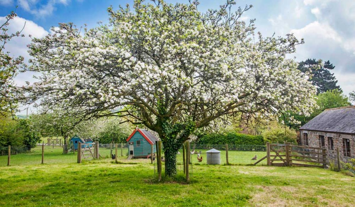 A gorgeous tree in front of the chicken coop at Tredethick; the perfect place for toddler breaks in Cornwall