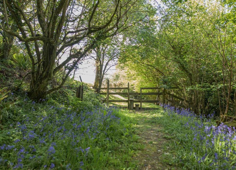 Woodland path at Tredethick Farm Cottages