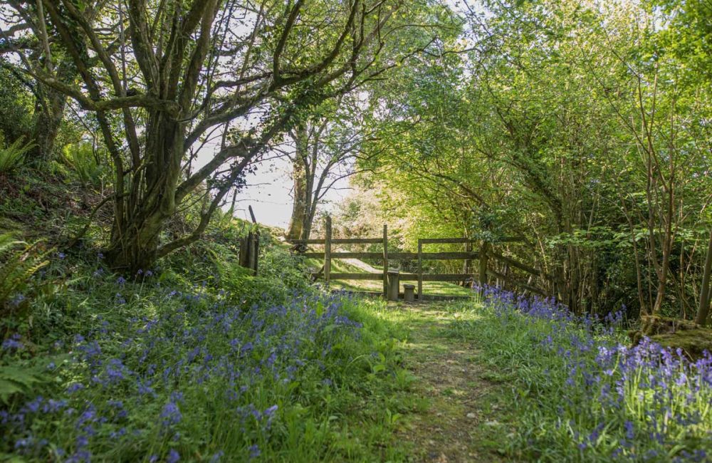 Woodland path at Tredethick Farm Cottages