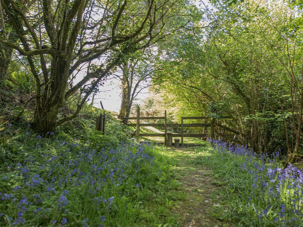 A wooden fence in the forest with a carpet of bluebells