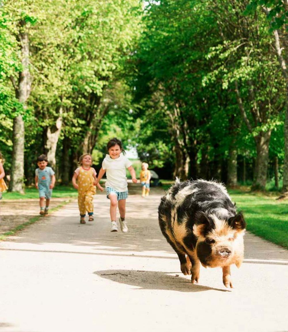A pig playing and running towards the camera with 4 young children playing behind it