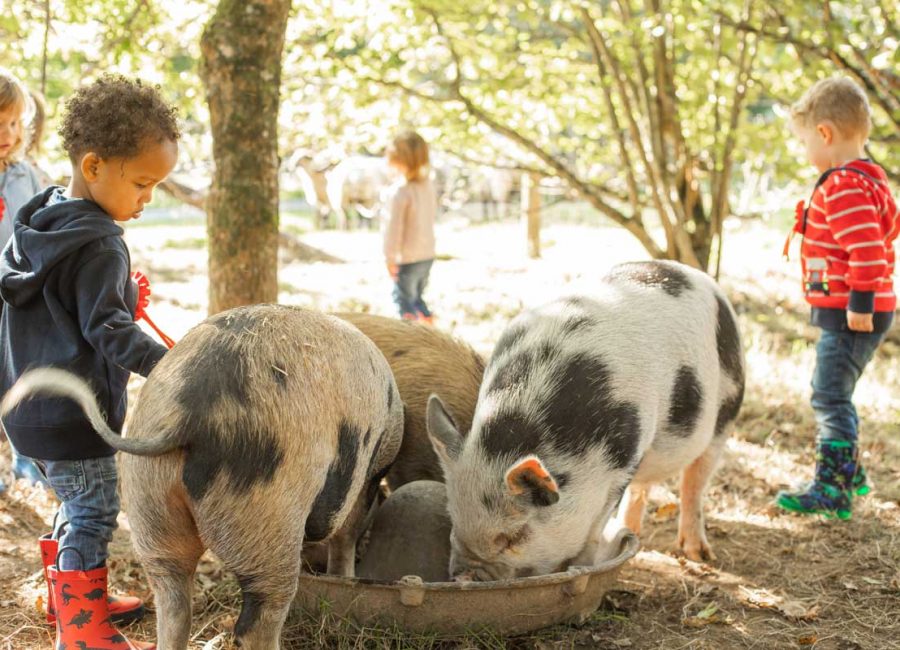 Toddlers in wellies helping to feed the pigs in a woodland.