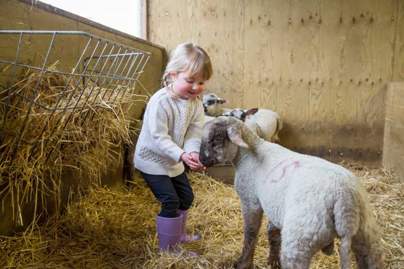 Young girl hand feeding lambs in a barn.