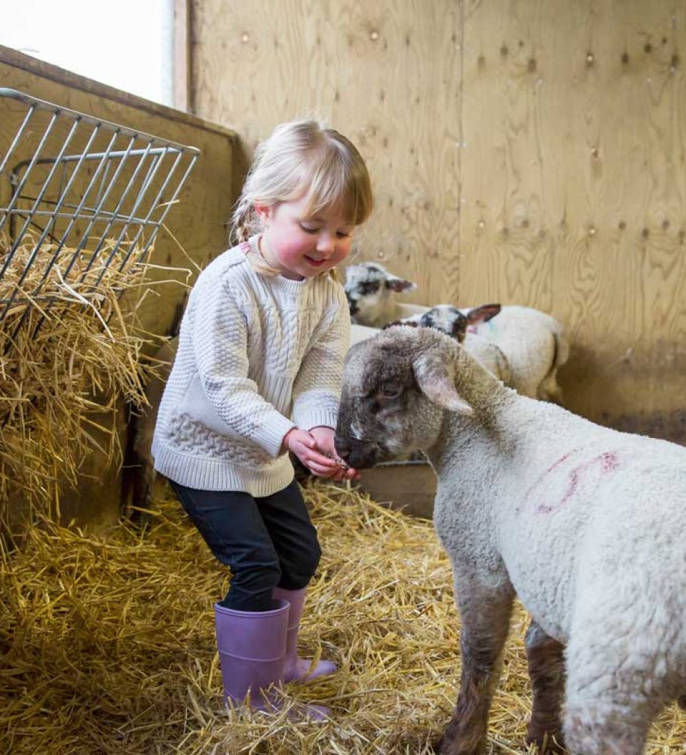 Young girl hand feeding lambs in a barn.