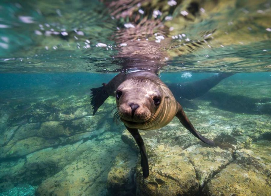 Close up, underwater shot of a seal swimming in the seal
